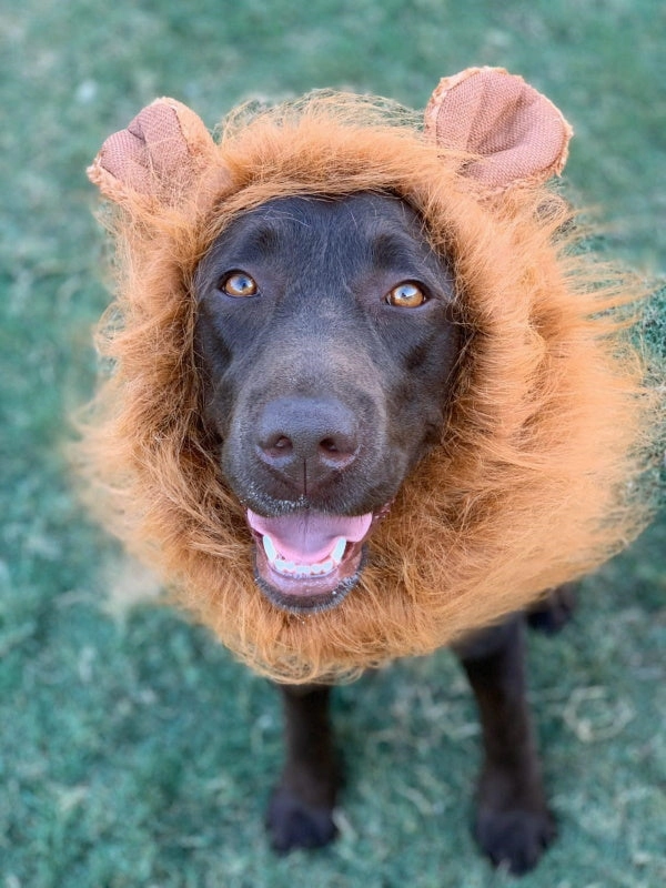 Lion Mane Dog Costume - Medium to Large Dogs