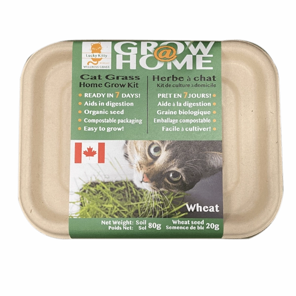 Lucky Kitty Grow @ Home Cat Grass Home Grow Kit; Wheat