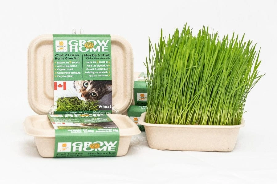 Lucky Kitty Grow @ Home Cat Grass Home Grow Kit; Wheat