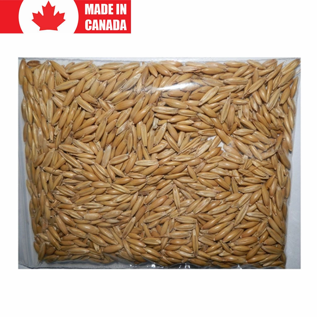 Oat Grass Seeds