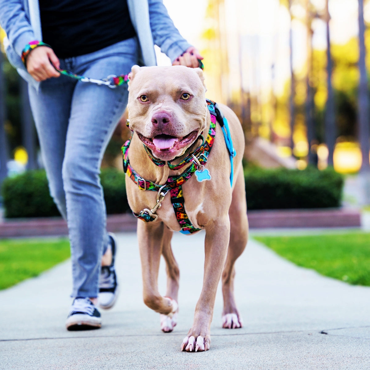 Paper Flags EarthStyle Freedom No-Pull Dog Harness