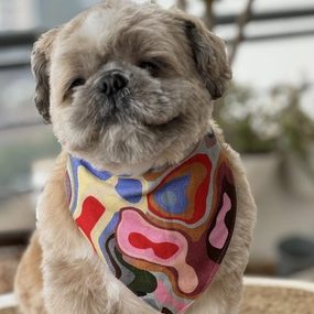 Pawgypets Bandana for Dogs and Cats (Multi Color)