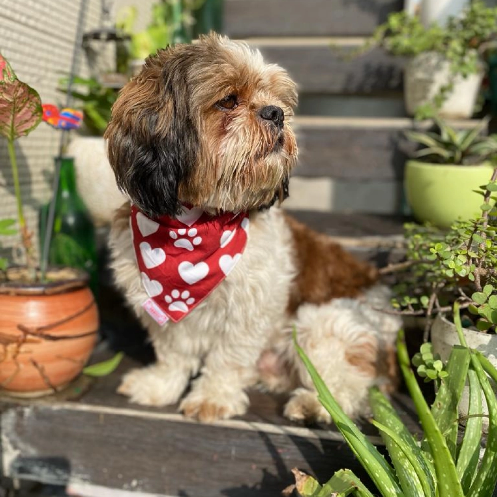 Pawgypets It??s My Birthday Bandana for Dogs and Cats