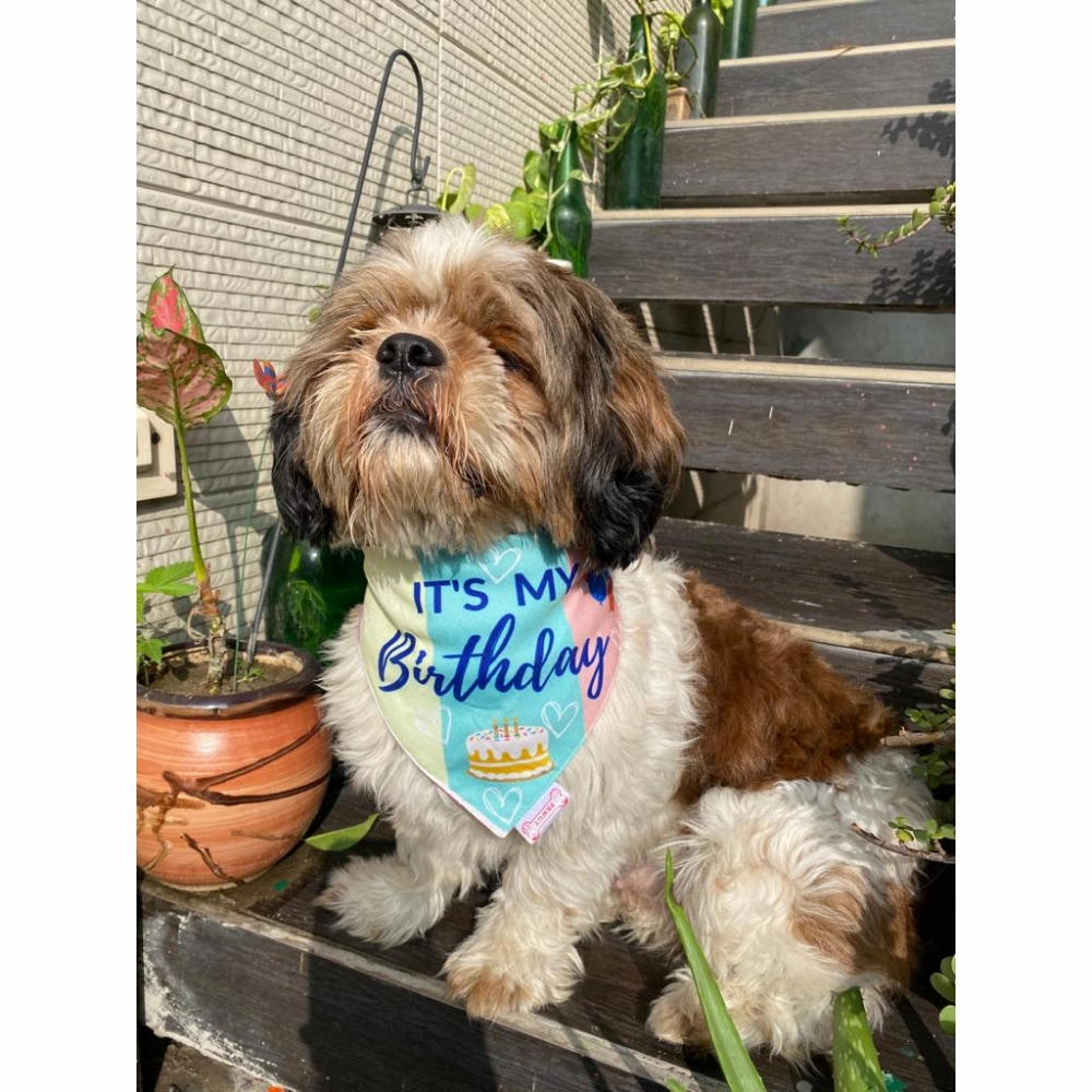 Pawgypets It??s My Birthday Bandana for Dogs and Cats