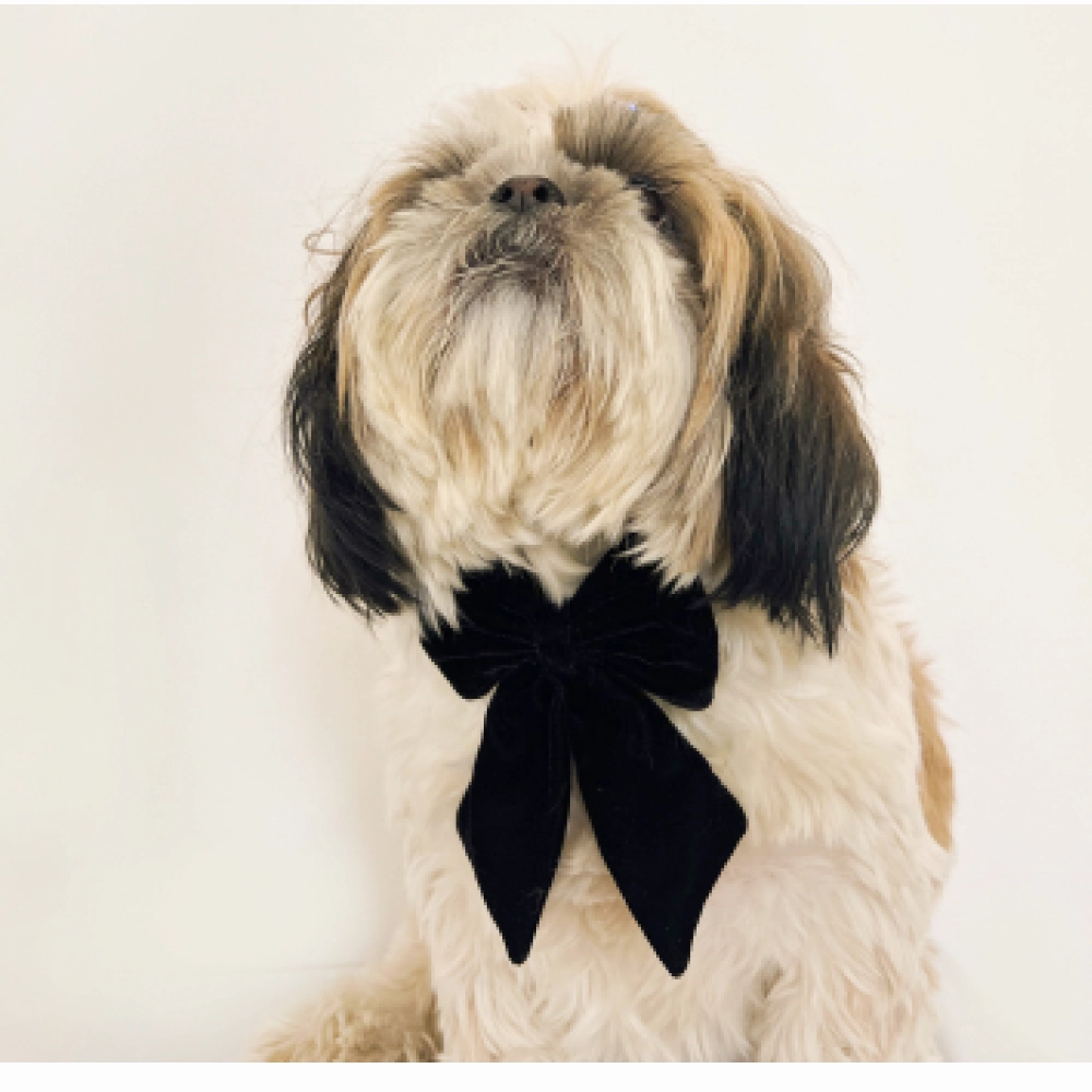 Pawgypets Pigtail Bowtie for Dogs and Cats