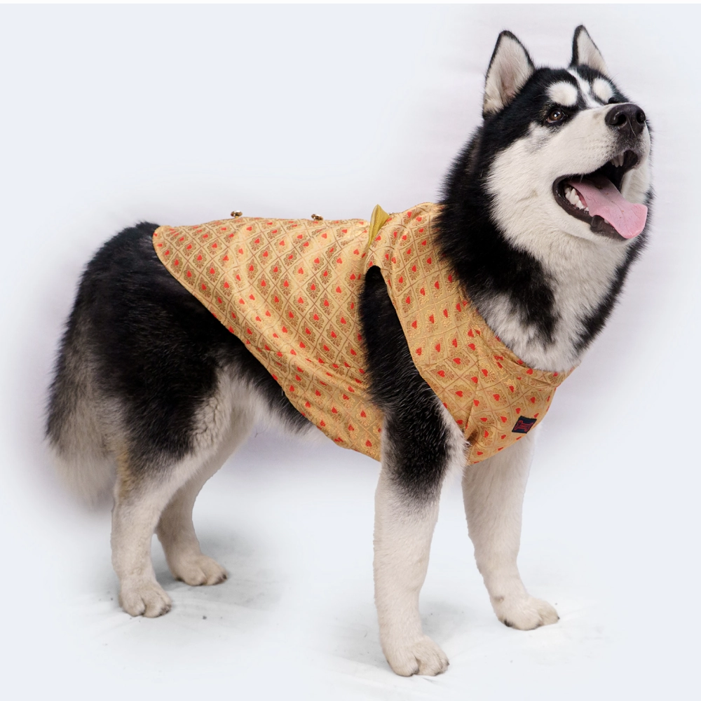 Pawgypets Sherwani for Dogs and Cats (Golden)