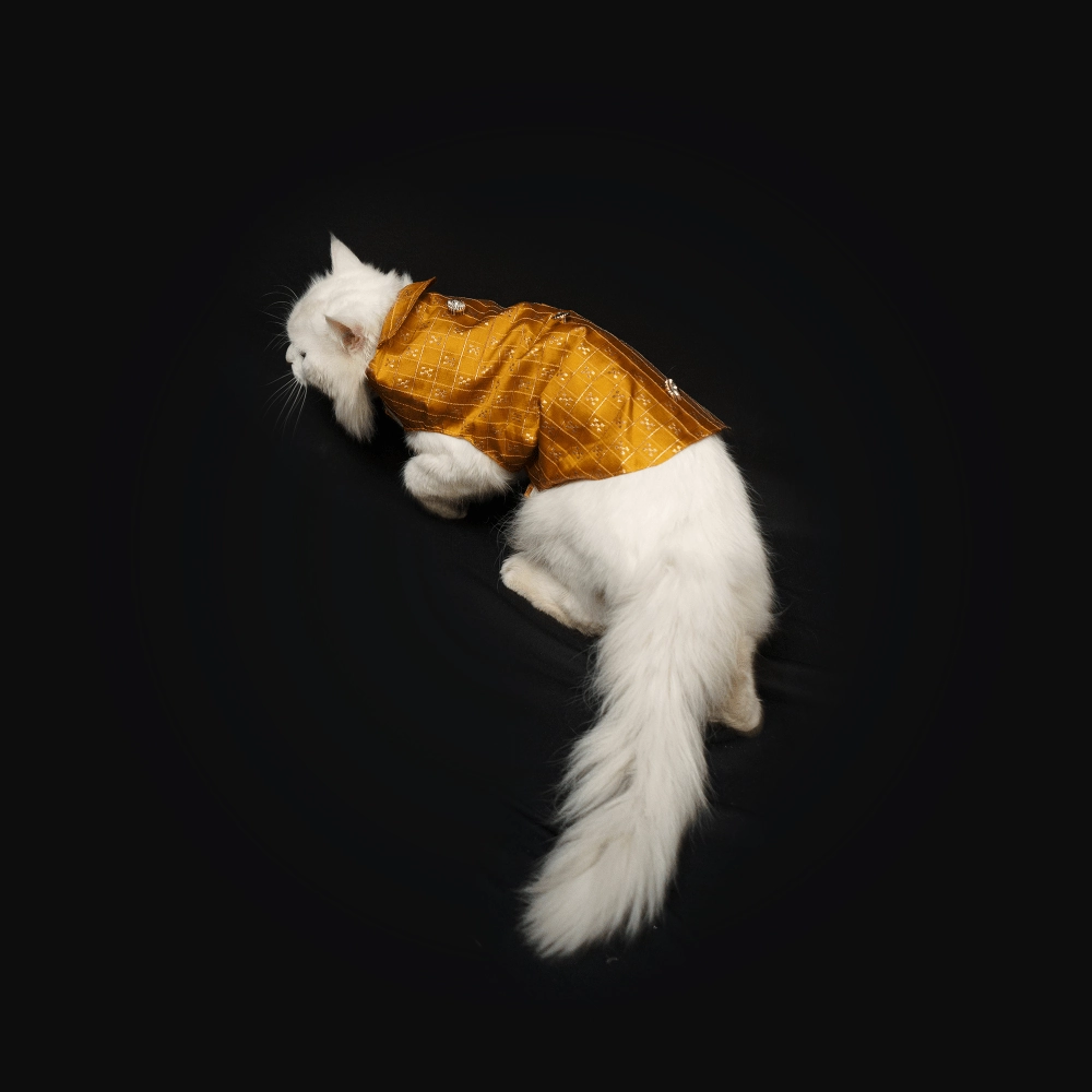 Pawgypets Strapy Sherwani for Dogs and Cats (Mustard)