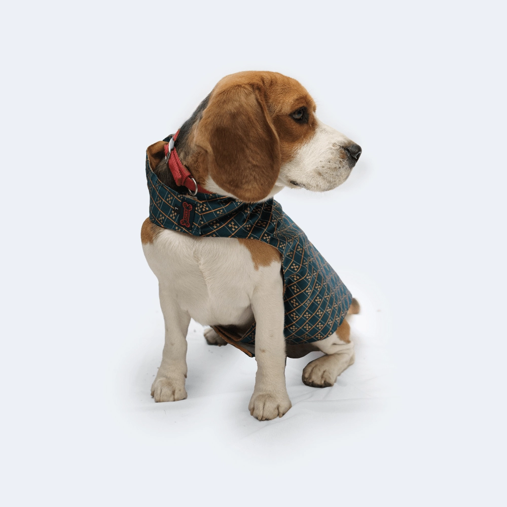 Pawgypets Strapy Sherwani for Dogs and Cats (Peacock Blue)