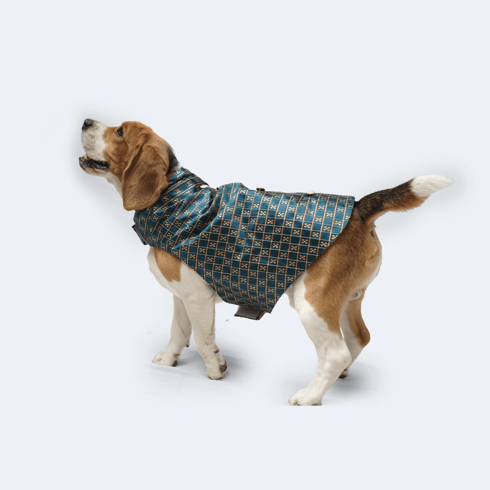 Pawgypets Strapy Sherwani for Dogs and Cats (Peacock Blue)