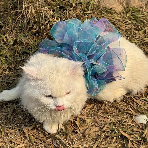 Pawgypets Tie and Dye Frilly Dress for Cats (Blue)