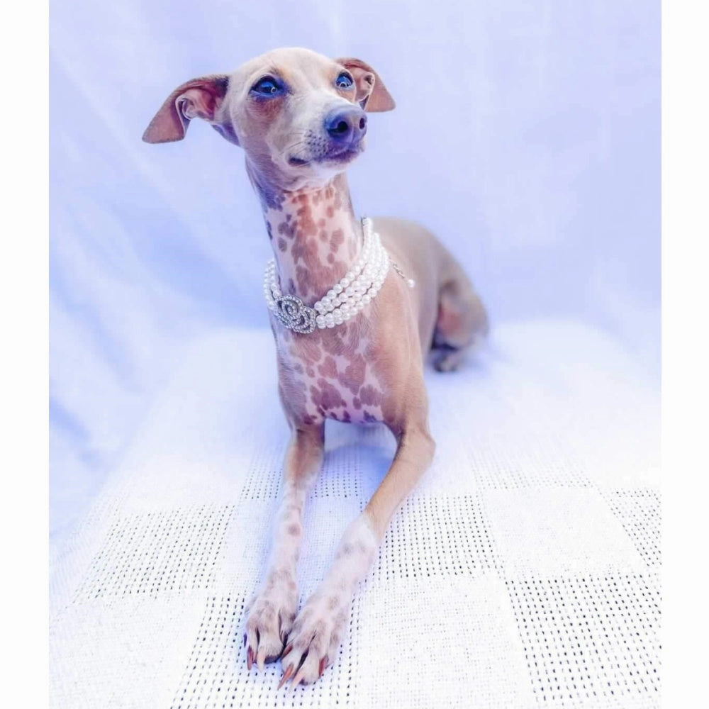 Pearl & Rose Diamante Dog Necklace