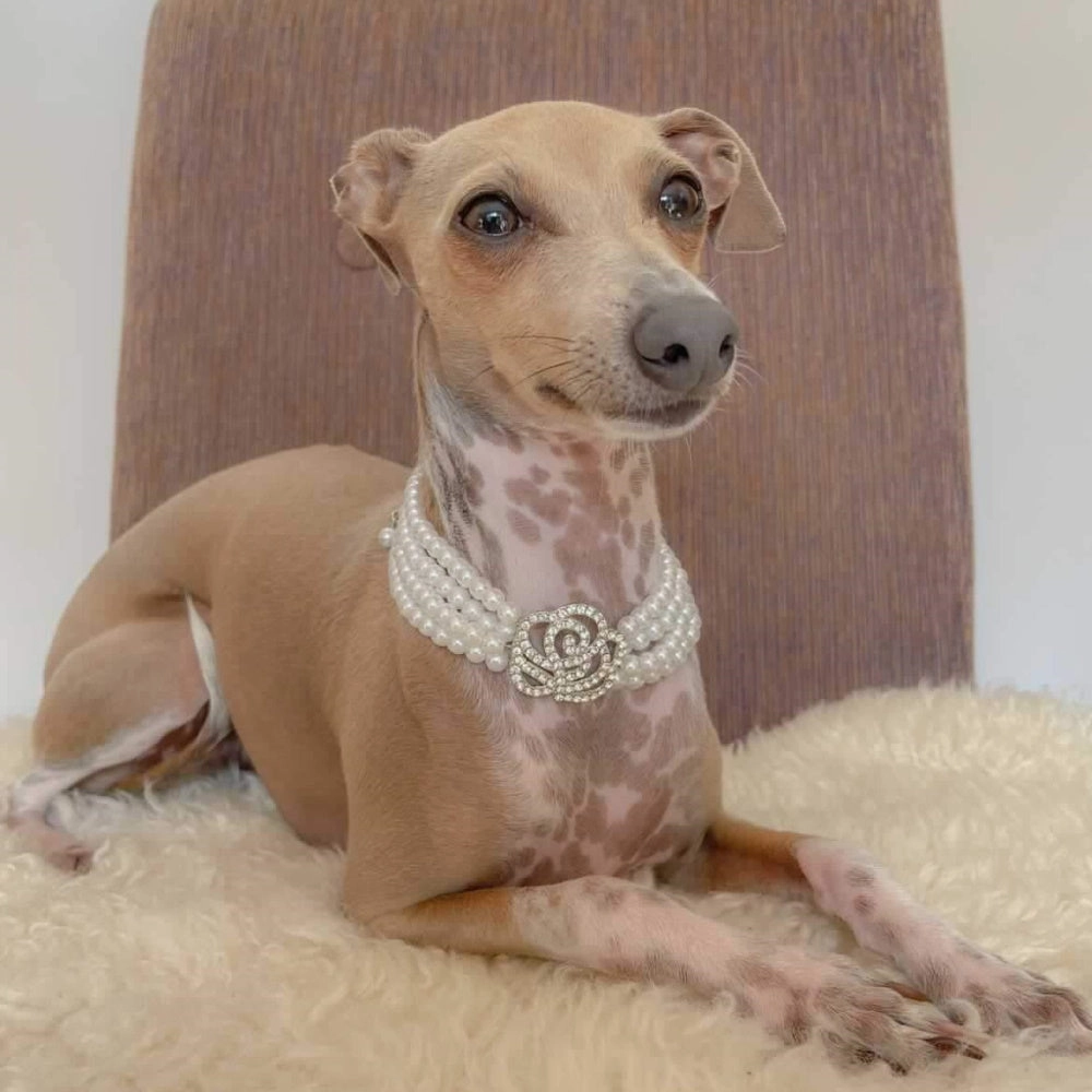 Pearl & Rose Diamante Dog Necklace