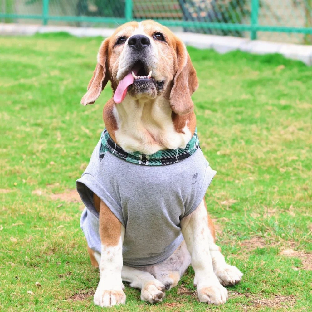Pet Set Go Polo Knit Tshirt for Dogs (Grey)