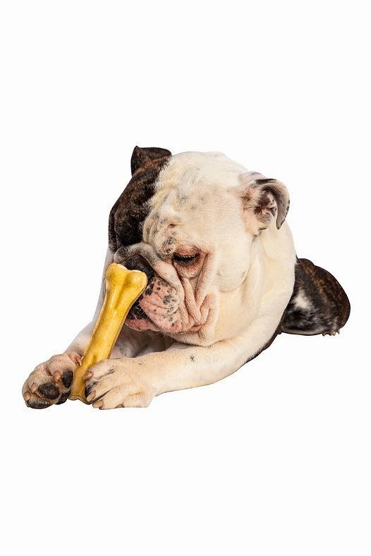 QT Collagen Bone Dog Chew
