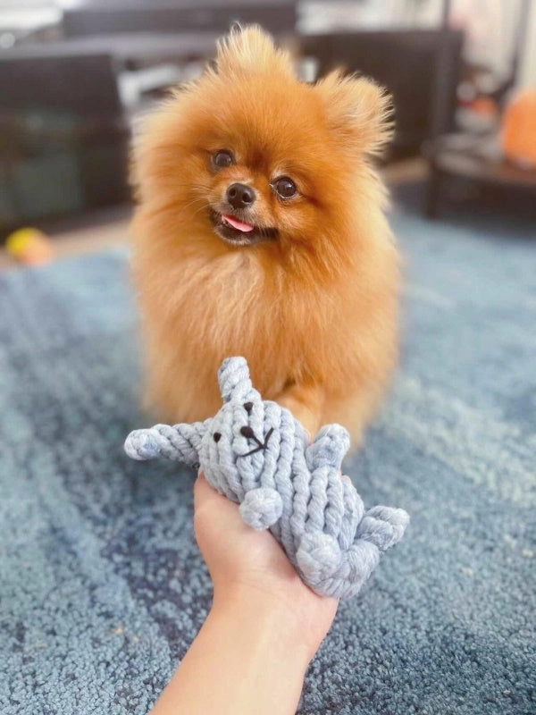 Rabbit Rope Dog Toy