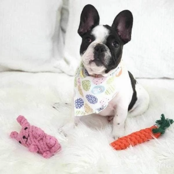 Rabbit Rope Dog Toy