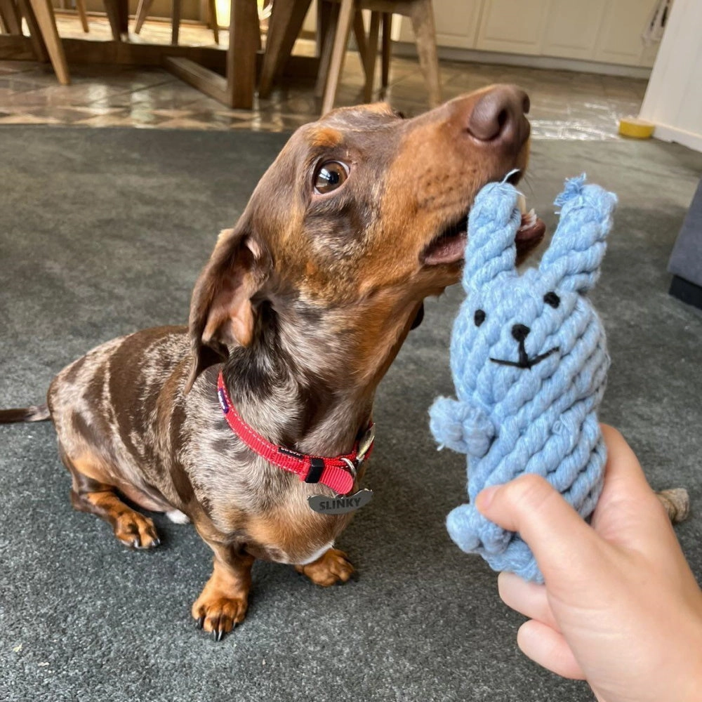 Rabbit Rope Dog Toy