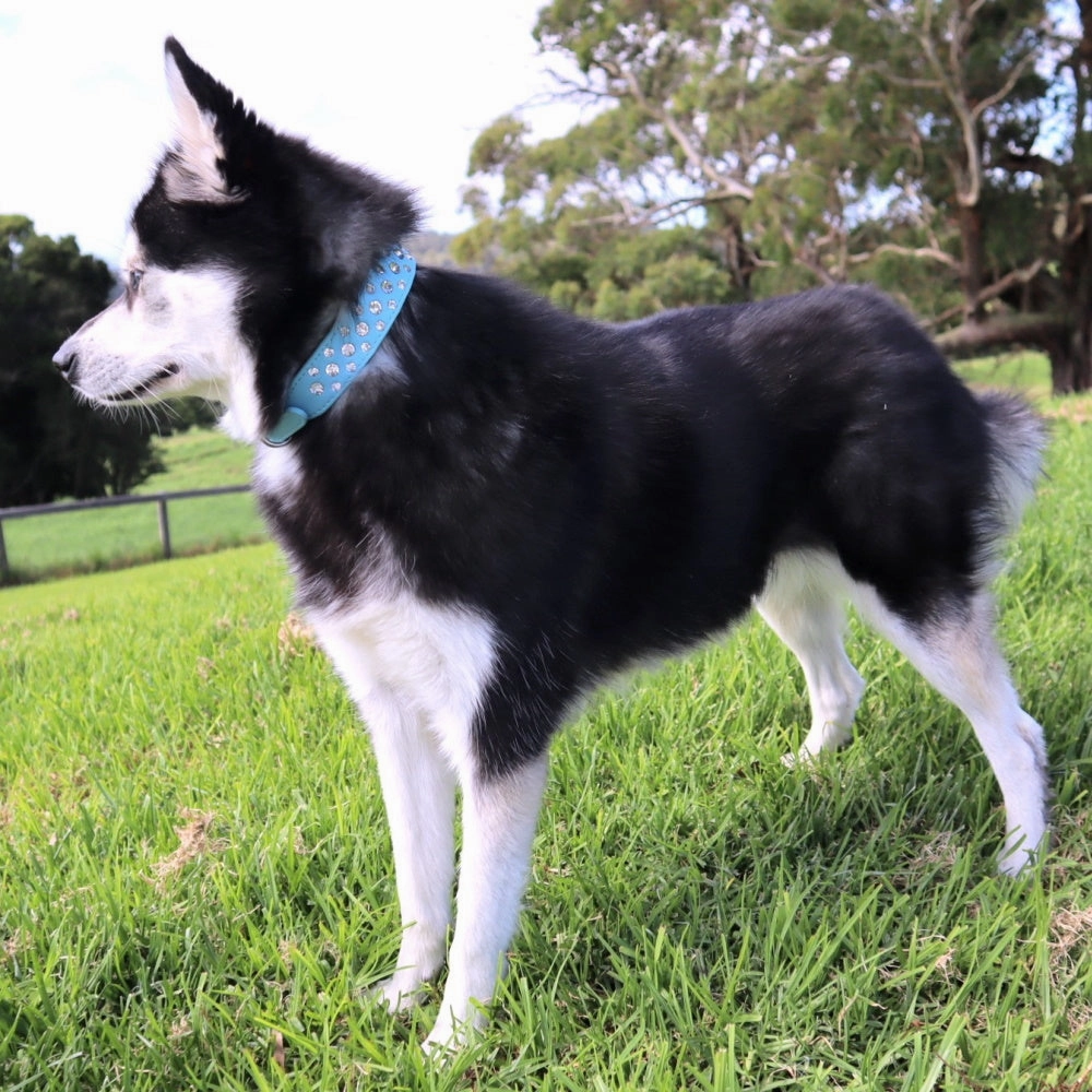 Rhinestone studded Dog Collar