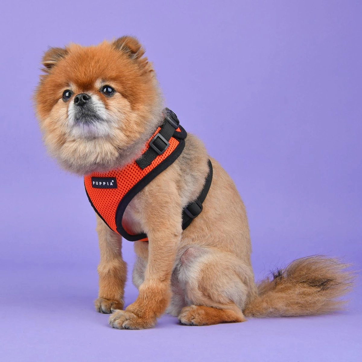 Ritefit Dog Harness