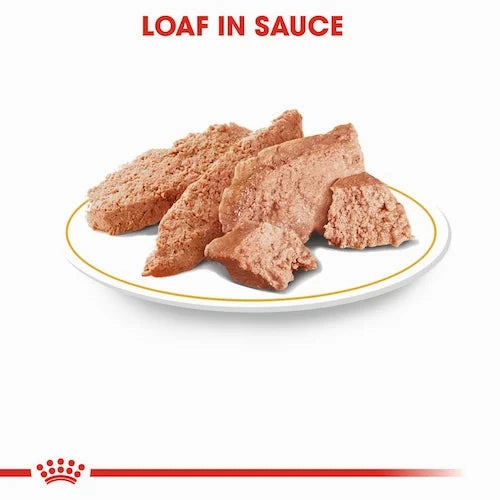 Royal Canin - Adult Dachshund Loaf Wet Food 85g