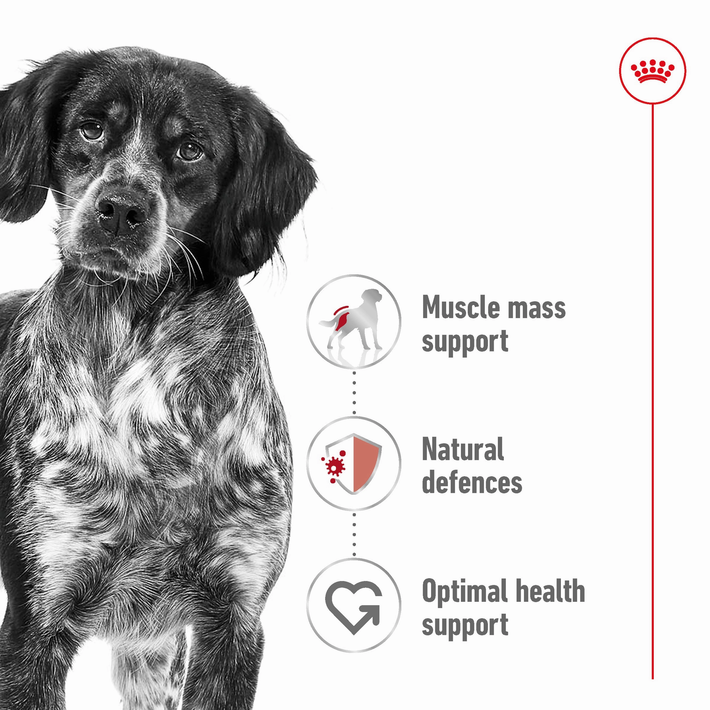 Royal Canin - Medium Adult Dog Dry Food (4kg)