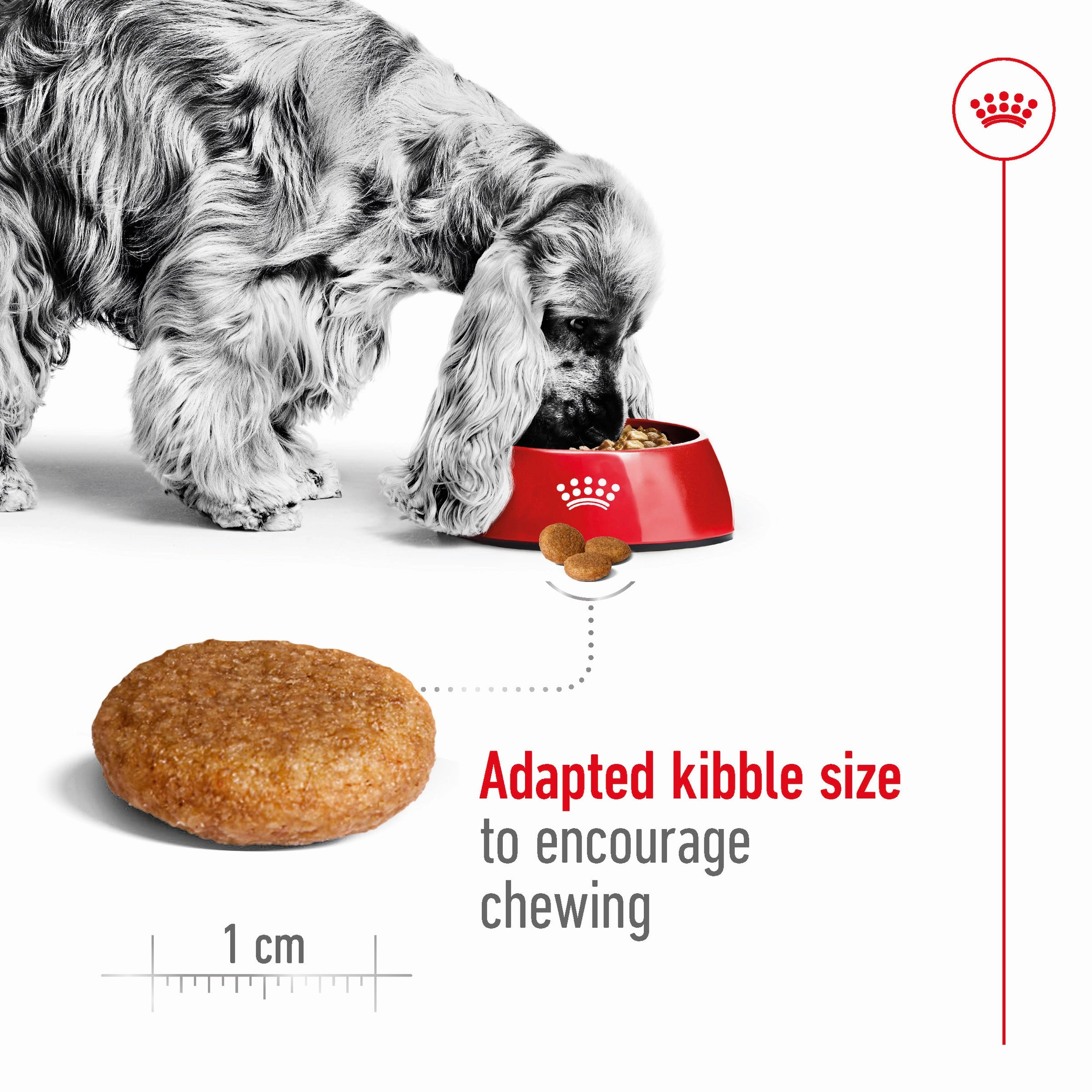 Royal Canin - Medium Adult Dog Dry Food (4kg)