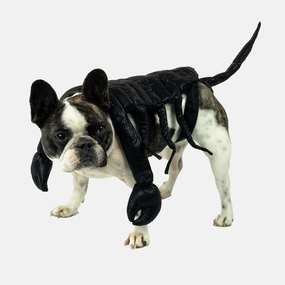 Scorpion Dog Costume