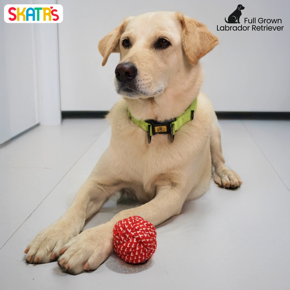 Skatrs Rope Ball Toy, Barkbutler x Fofos Plush Fox & Natural Remedies Strawberry Chicken Dog Combo
