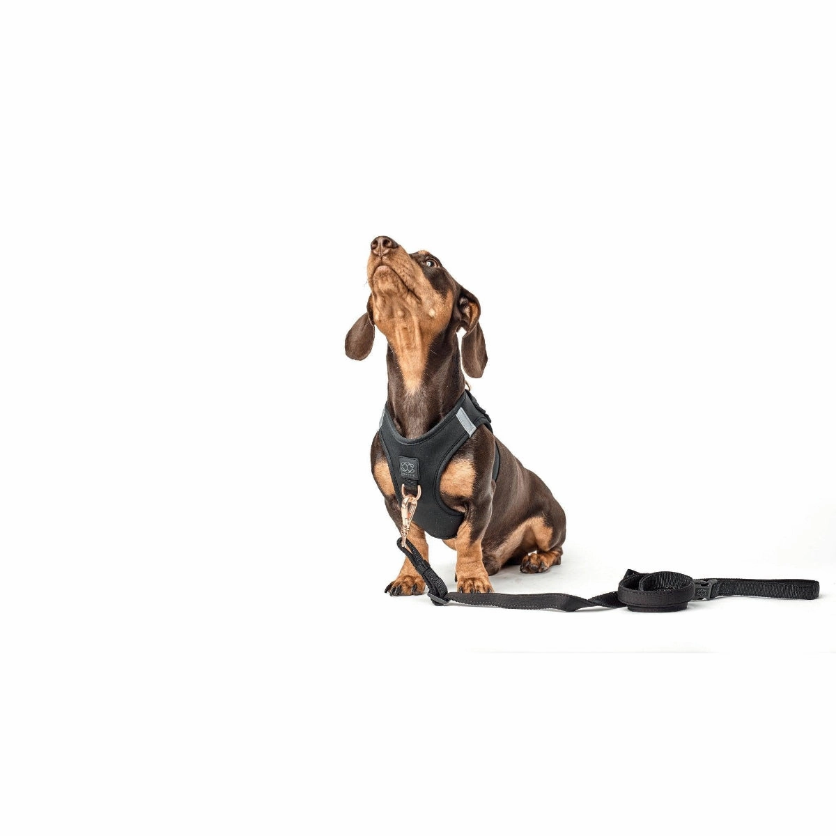SoHo Dog Harness Black