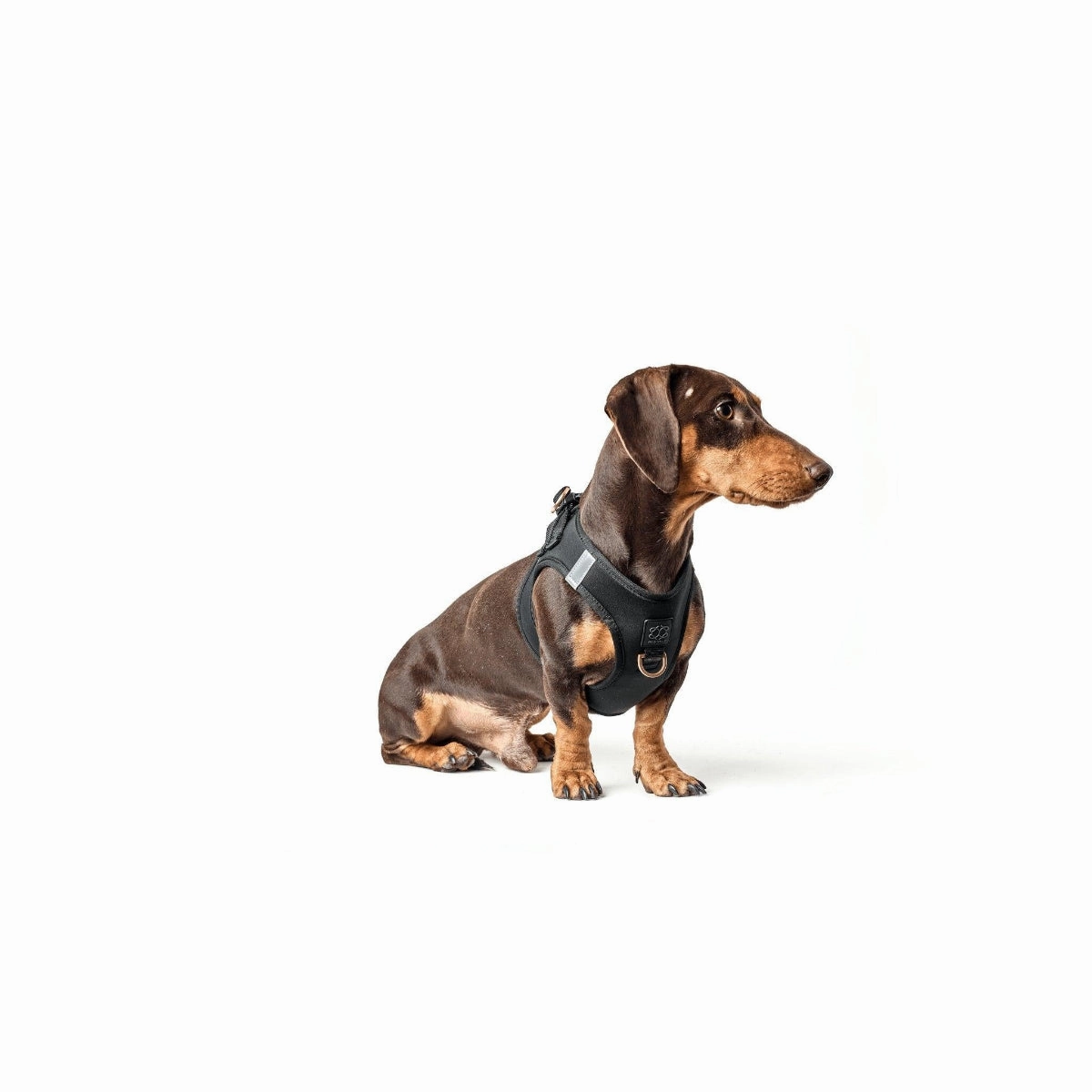 SoHo Dog Harness Black