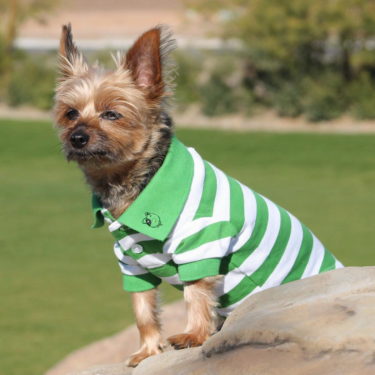 Striped Dog Polo Greenery/White