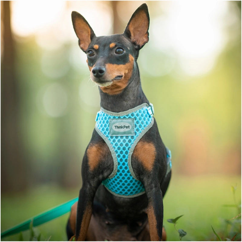 ThinkPet Air Mesh Harness - Blue