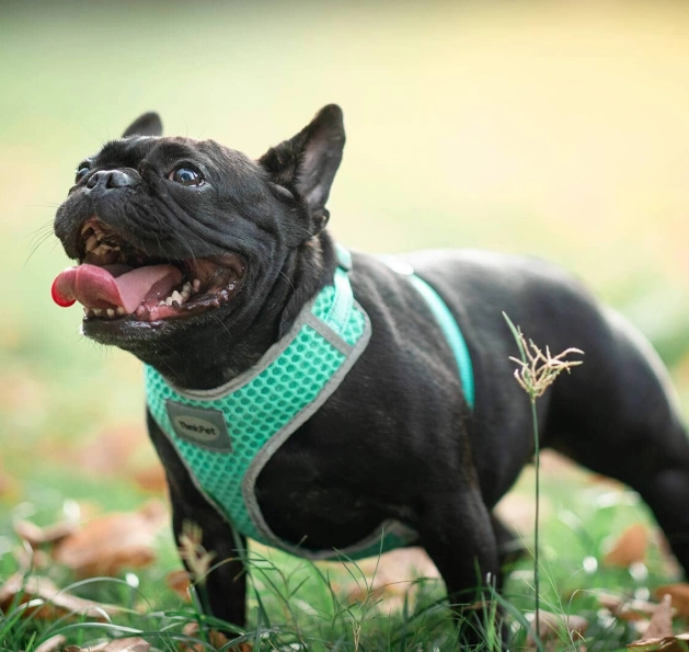 ThinkPet Air Mesh Harness - Light Green