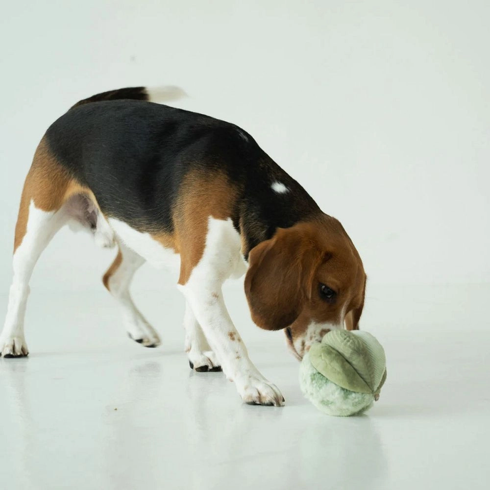 Toto Squeaky Snuffle Ball Dog Toy
