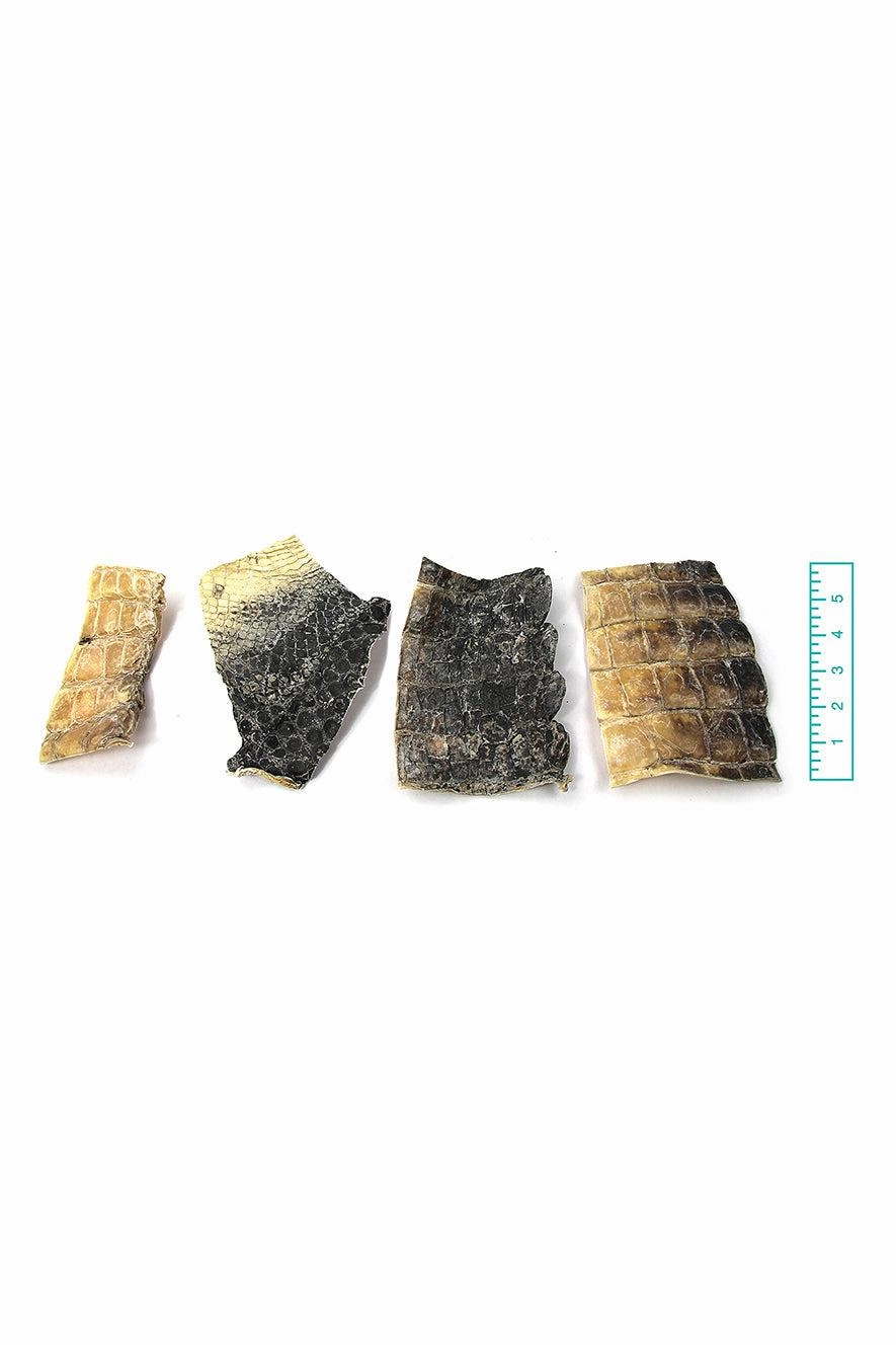 Tuesday's Natural Dog Co. Gator Dog Chews