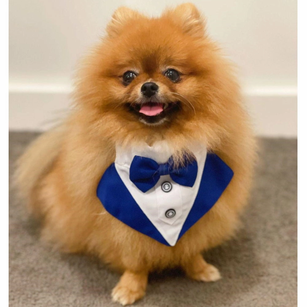 Tuxedo Dog Bandana - Blue