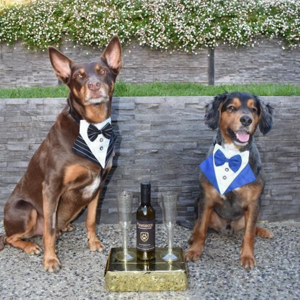 Tuxedo Dog Bandana - Blue