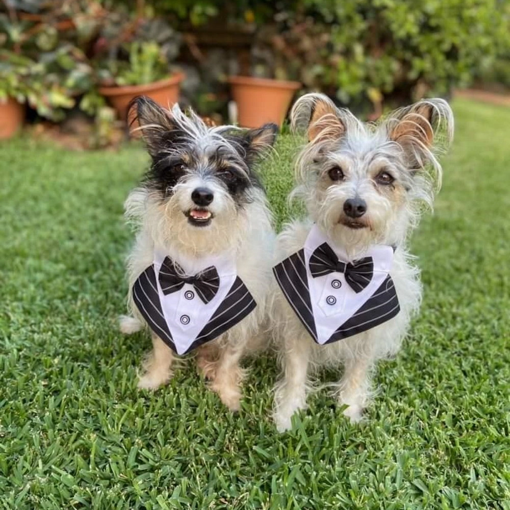 Tuxedo Dog Bandana - Pinstripe