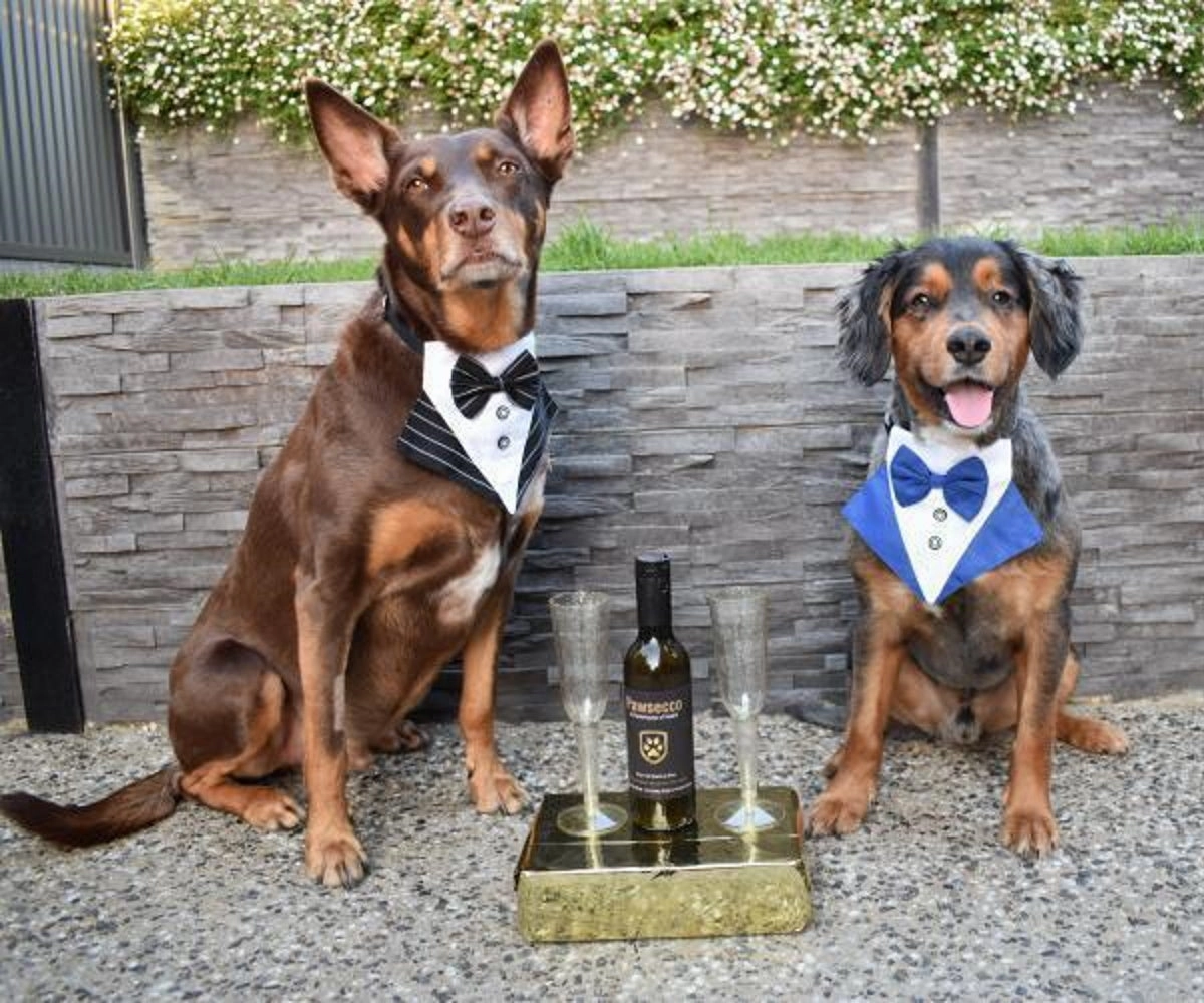 Tuxedo Dog Bandana - Pinstripe