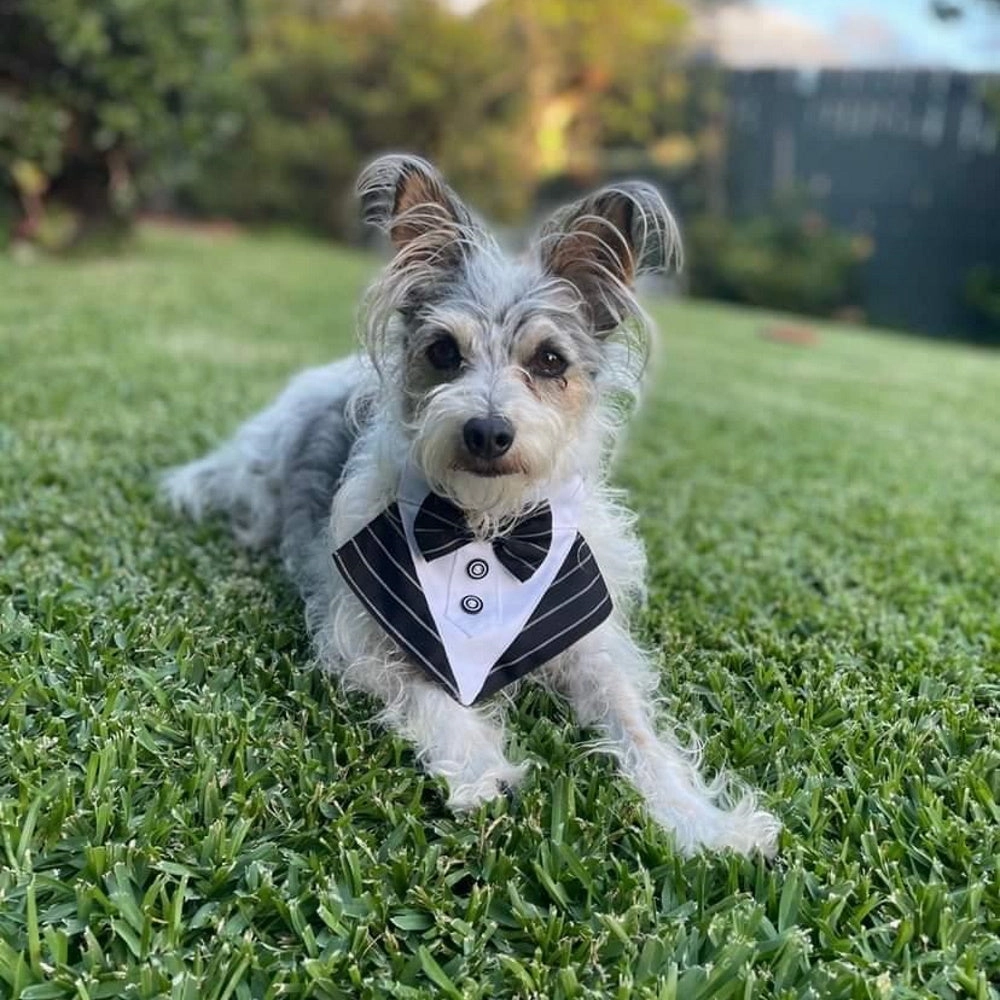 Tuxedo Dog Bandana - Pinstripe