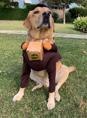 Vetopia Costume - Brown Courier