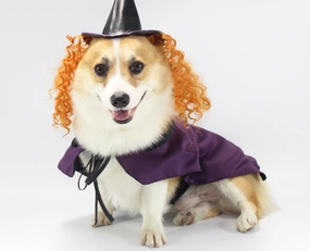 Vetopia Costume - Purple Witch