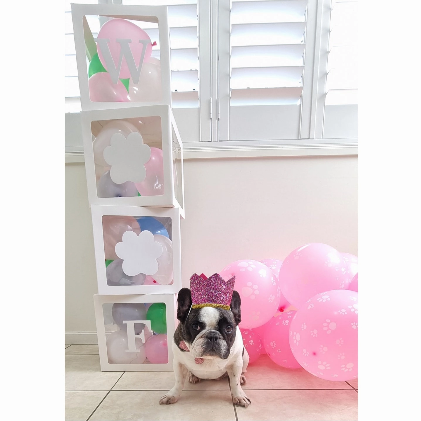WOOF Balloon Box Set