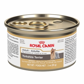 Yorkshire Terrier Adult