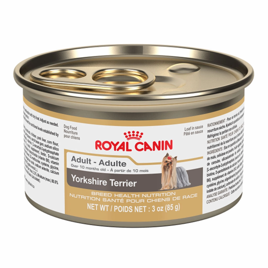 Yorkshire Terrier Adult