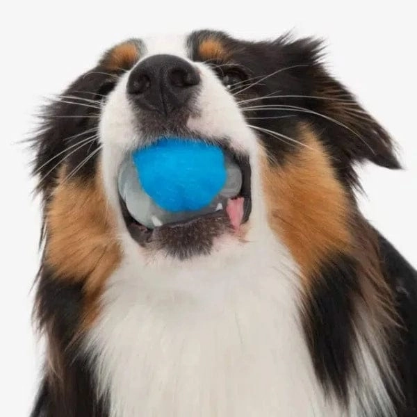 Zeus Duo Ball Toy; Glow and Squeaker
